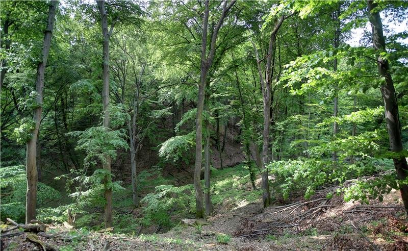 Hrvatske šume odgovorile na optužbe Zelenog odreda: Zašto su prešućena neka važna pitanja?
