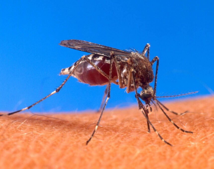 Gdje je problem: Vrkić i Anušić “zaratili” zbog komaraca
