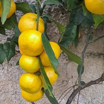 ZABRINJAVAJUĆE: Tko u dolini Neretve koristi zabranjeni pesticid. Ugrožen “imidž” mandarine