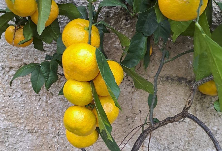 ZABRINJAVAJUĆE: Tko u dolini Neretve koristi zabranjeni pesticid. Ugrožen “imidž” mandarine