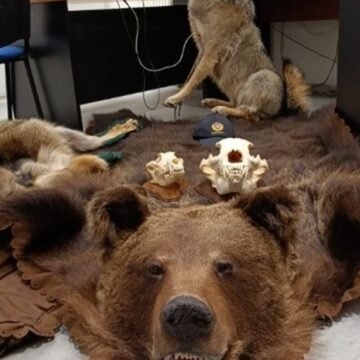 Carinici na granici svašta vide, ali ovo ih je baš iznenadilo: Oduzeli su mu neobičnu robu i ispisali drakonsku kaznu