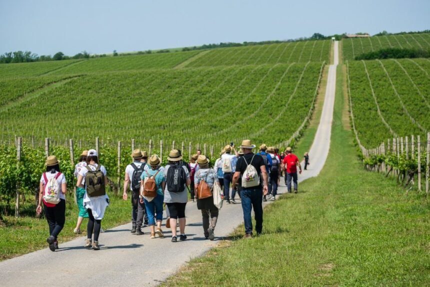 Koračanje i vino u Slavoniji i Baranji: Ruta kroz vinograde, obožavaju je i stranci – krijepi tijelo i liječi dušu