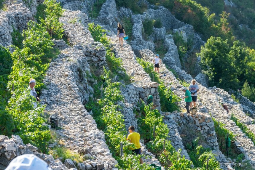 Spomenik kulture: Radionica o obnovi Bakarskih prezida – sadi se i sorta loze od koje se dobiva poznati pjenušac