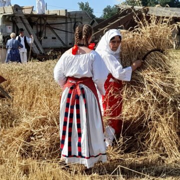 Počela još jedna žetva: Slavonci nezadovoljni jer je otkupna cijena mizerna
