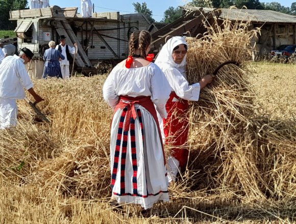 Počela još jedna žetva: Slavonci nezadovoljni jer je otkupna cijena mizerna Počela još jedna žetva: Slavonci nezadovoljni jer je otkupna cijena mizerna