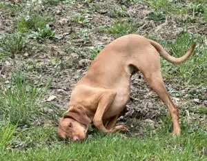 Kada vižla opušteno spava na leđima s ispruženim šapama, pokazuje povjerenje i potpunu udobnost u svom domu